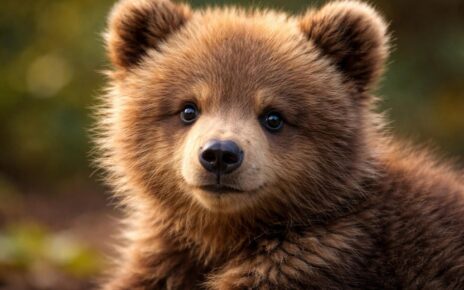 découvrez le top 10 des techniques efficaces pour réussir le coloriage d'un ourson et donner vie à vos dessins avec créativité et précision.